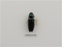 藏品(叩頭蟲(1))的圖片